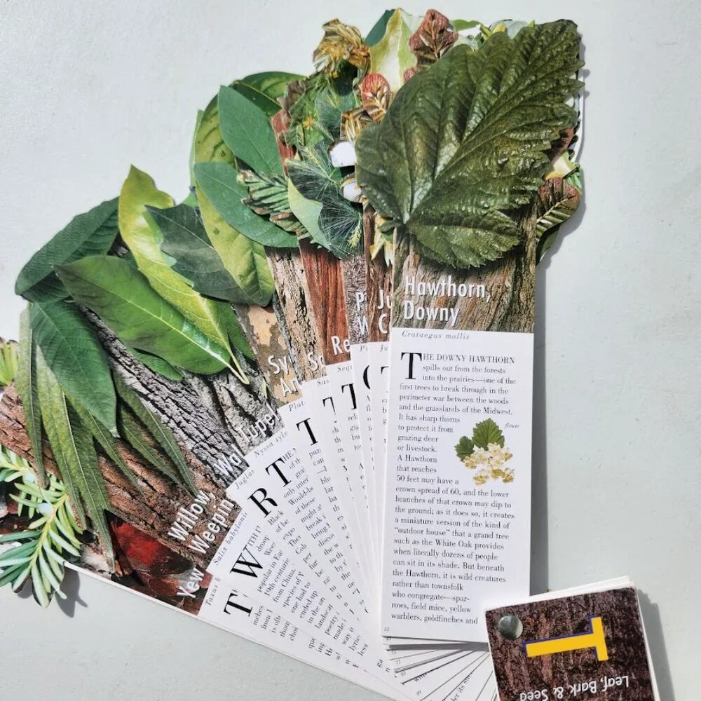 Trees North American Identification Pocket Field Guide Book Fandex Nature